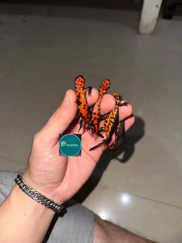 CHINESE FIRE BELLY SALAMANDER