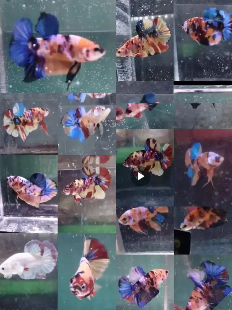 Ikan cupang hias jenis multy color