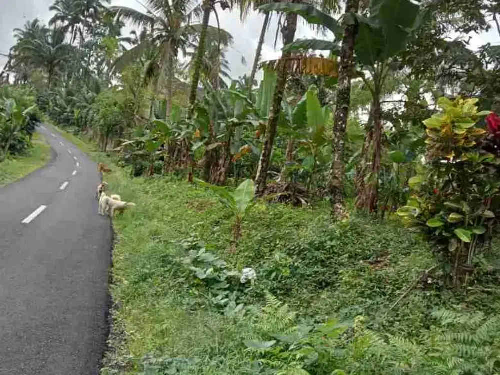 jual tanah murah lolaai desa mundeh selemdeg barat lt 89,50 are hrga 30 jt/ are