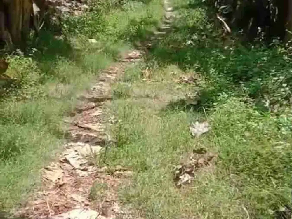 tanah murah pinggir desa bekas kandang ayam dekat situs sangiran