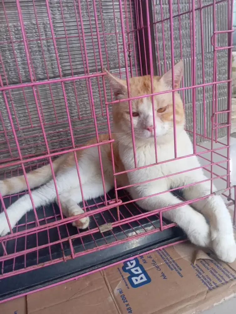 Kucing British Shorthair mix mainecoon