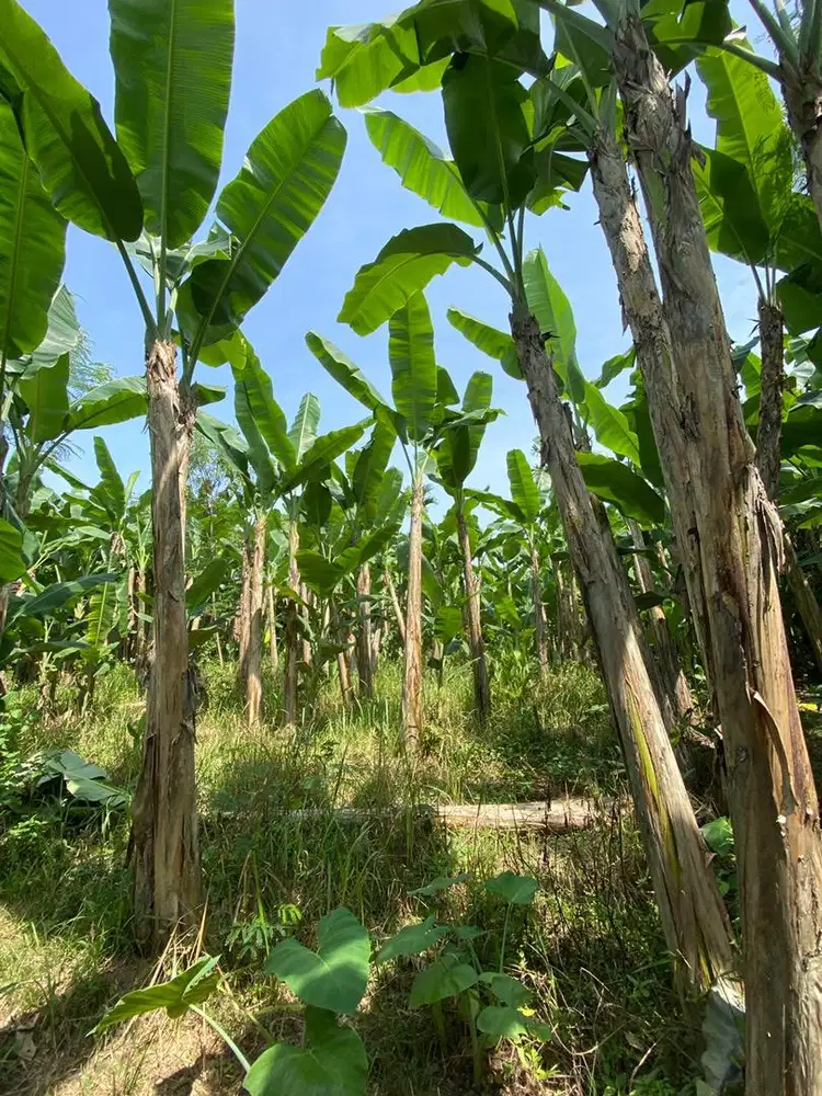 Sebidang Tanah/Kebun/Ladang