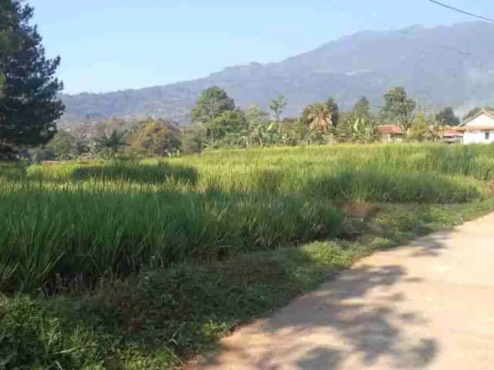 Dijual tanah 2000M area jalan raya cihideng bogor jawa barat