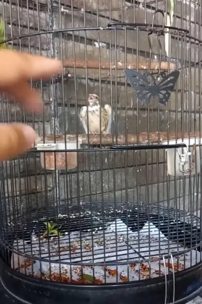 blackthroat botswana gacor buka sayap