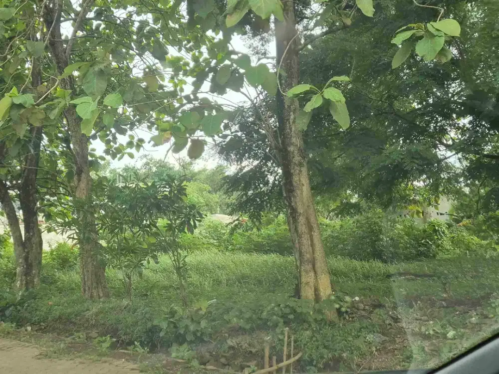 Dijual lahan jati di Cisauk dekat BSD