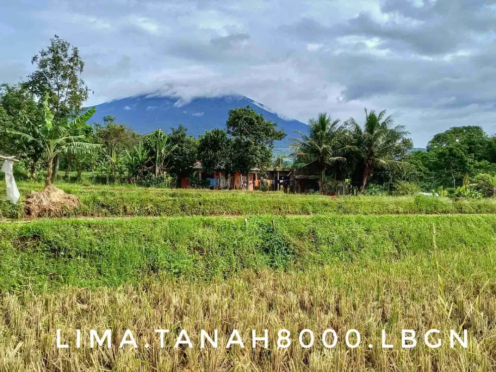 Dijual tanah sawah kebun luas pinggir jalan view gunung asri alami