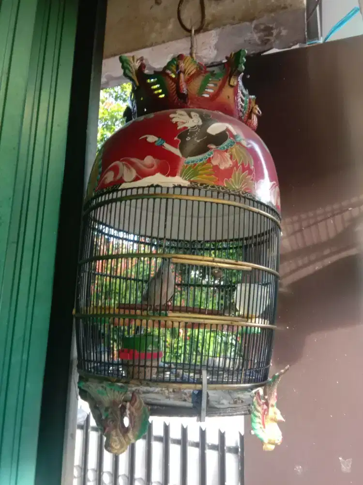 Perkutut lokal manggung/gacor fullset