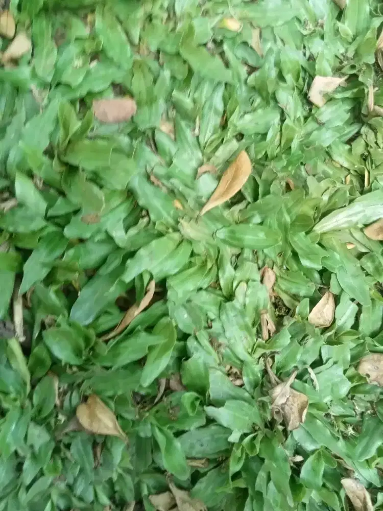 Jual rumput gajah mini