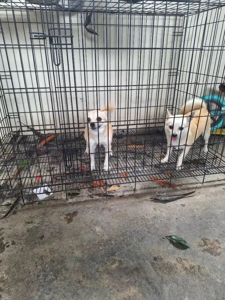 Campuran minipom cihuahua