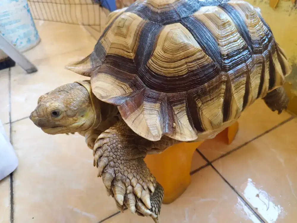 Kura-kura Sulcata Jantan sz 40cm siap Kawin