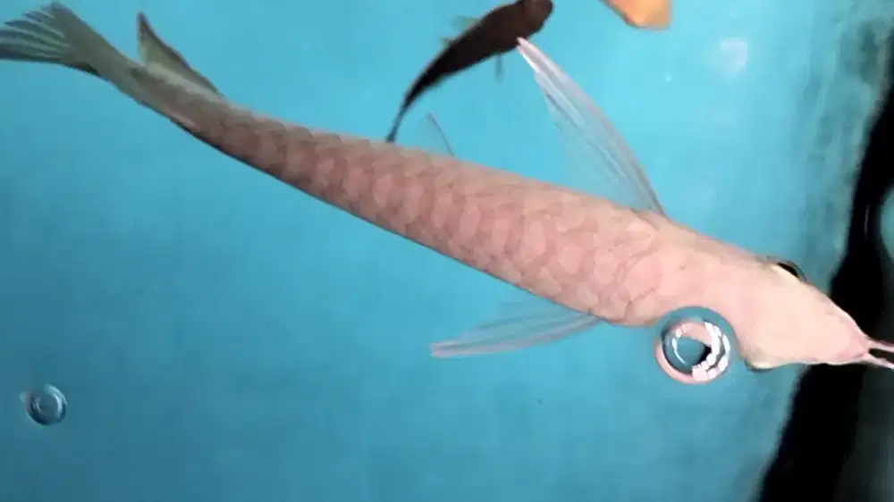 Arowana spesial golden Highback  I thiau lung ITL jagung