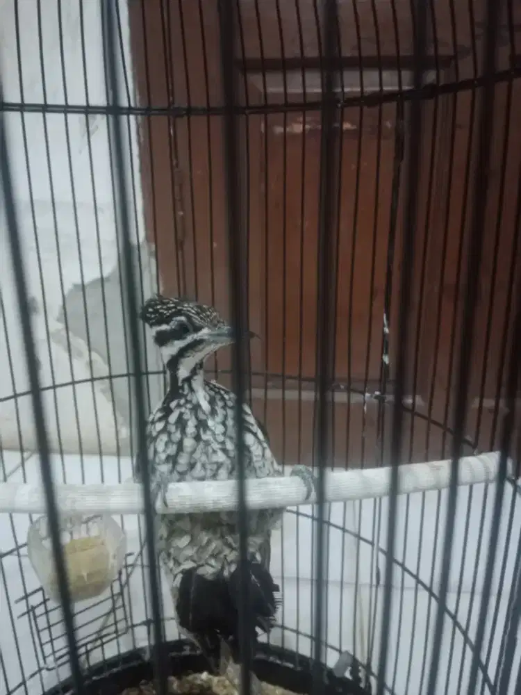 Masteran burung murai batu bunyi burja