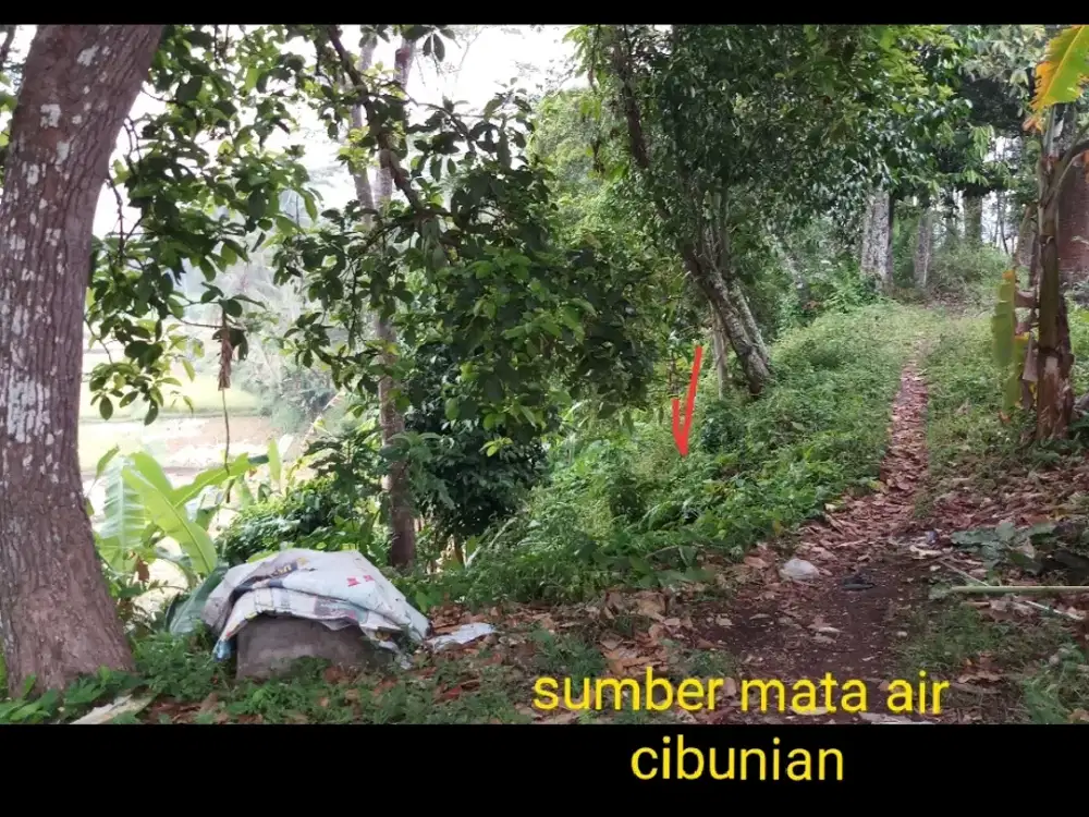 diJual tanah rumah dan mataair kolam ikan di singaparna tasikmalaya