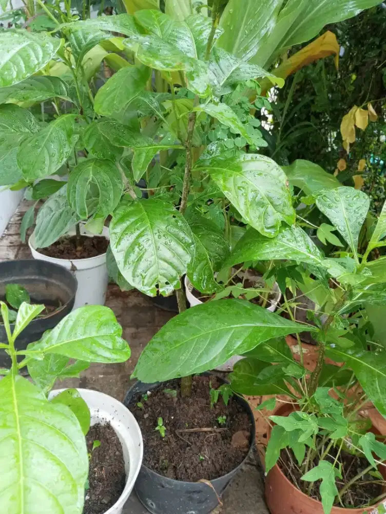 Bibit pohon baobab madagaskar