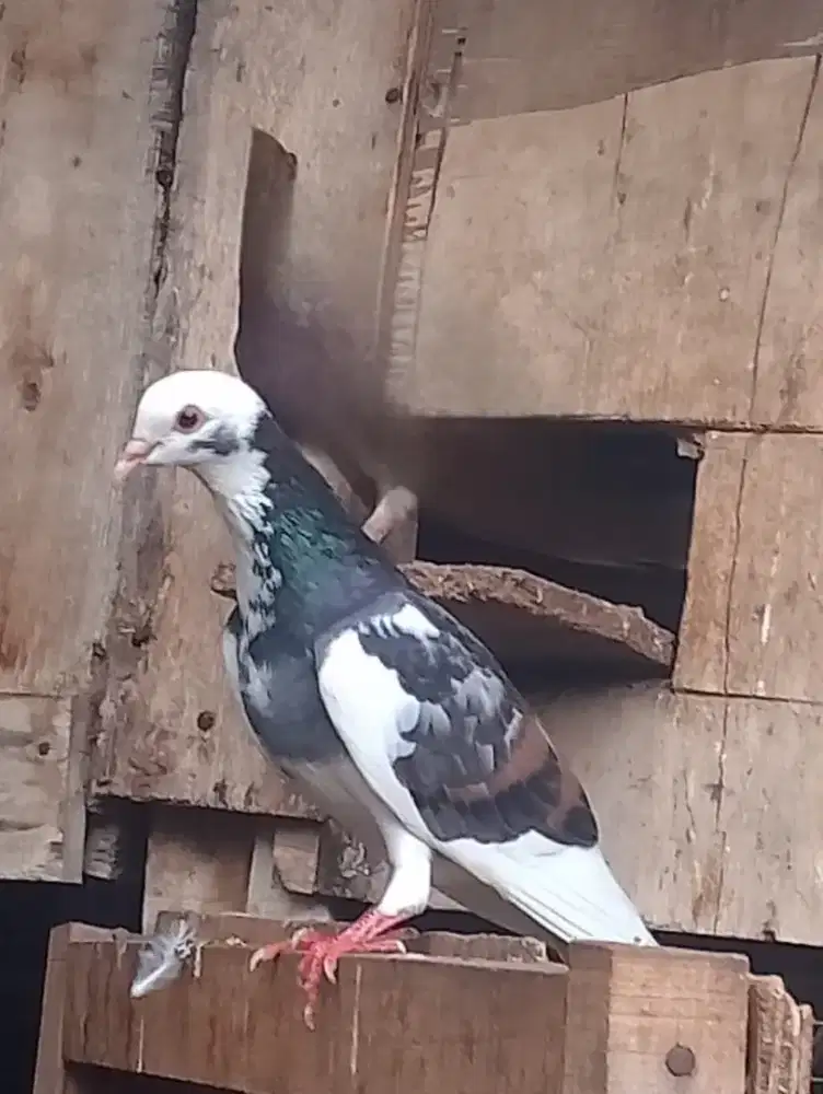 burung dara merpati trah cucu nokia harga net