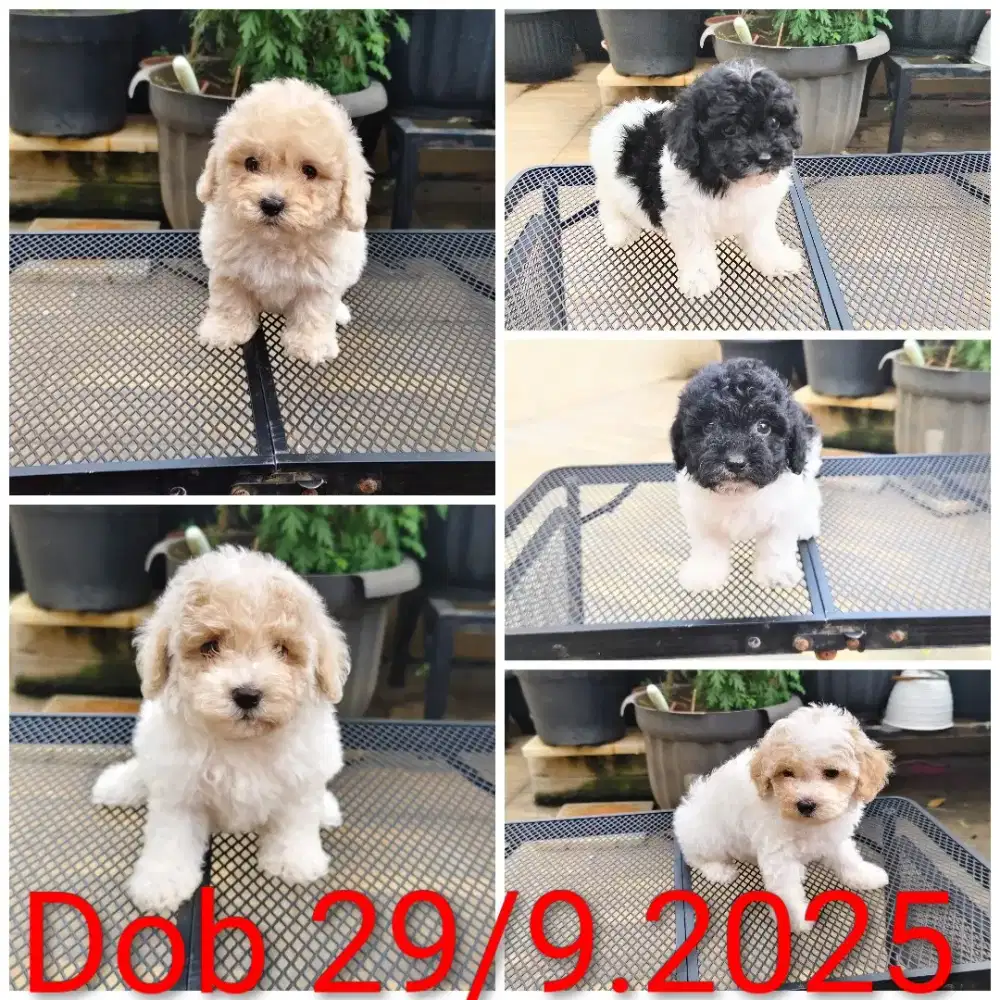 Poodle Asli GARANSI 100% Rp 1jt
