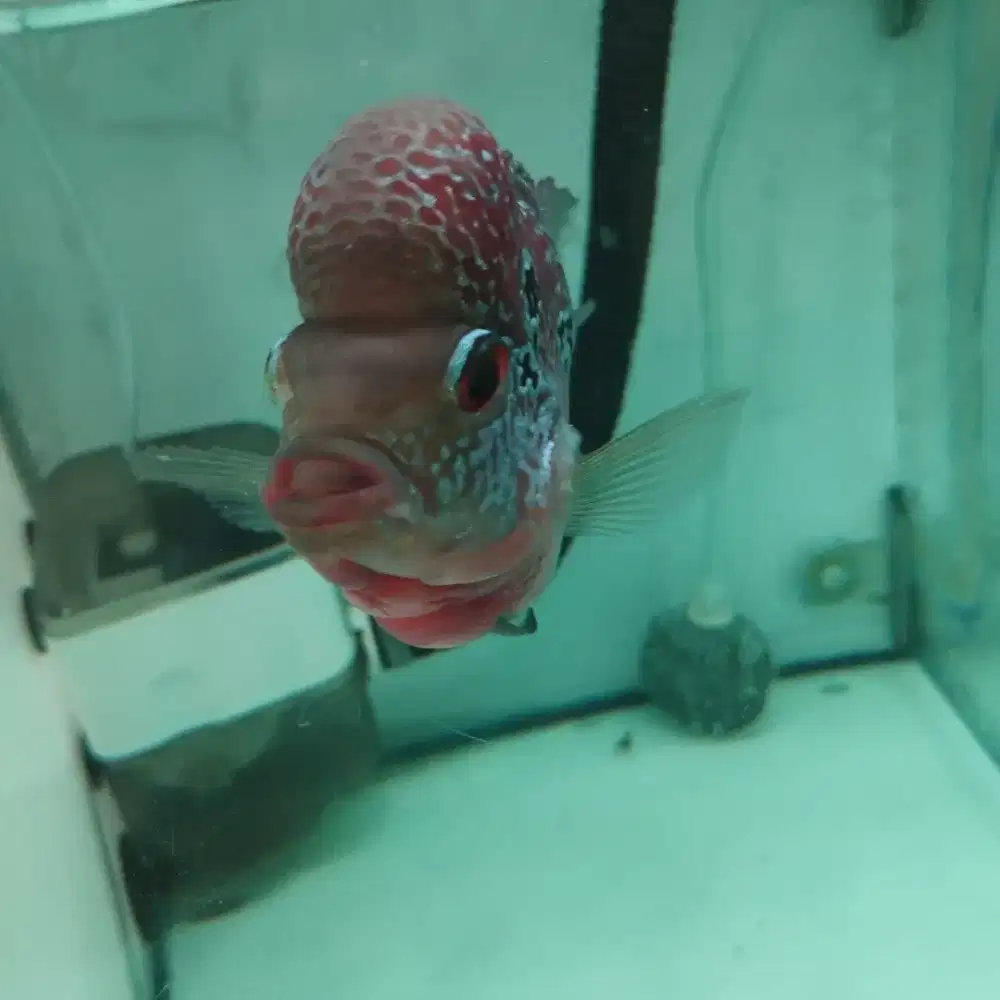 Ikan louhan srd size 4 jari