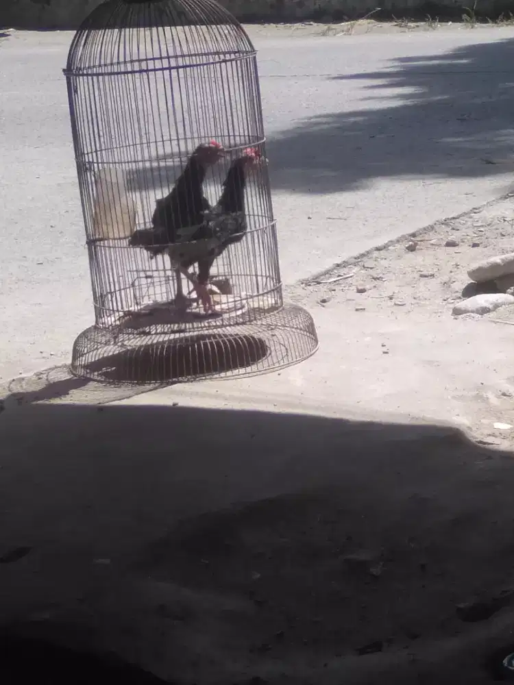 Ayam ketawa durasi.. sepasang