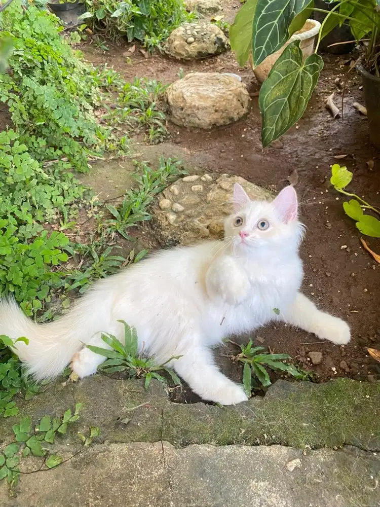 Open adopt/adopsi kucing jantan NS munchkin X himalaya