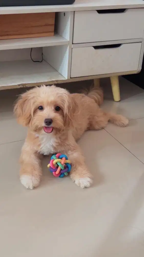 Puppy Gemoy Sehat Lincah Lucu Gemes