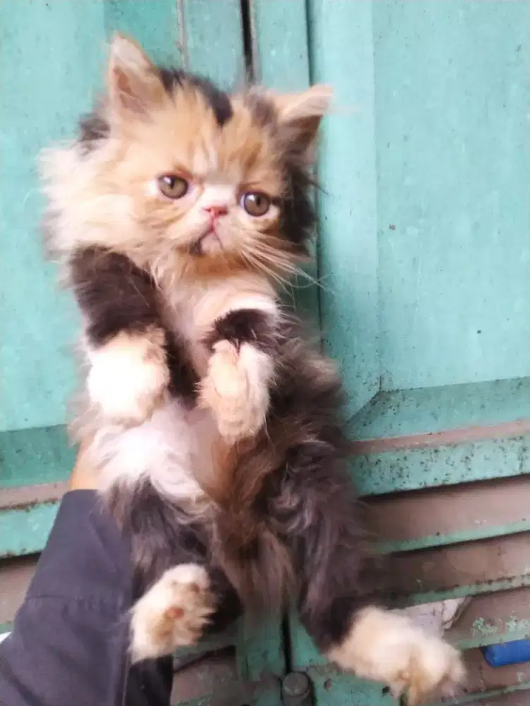 Kucing kitten persia