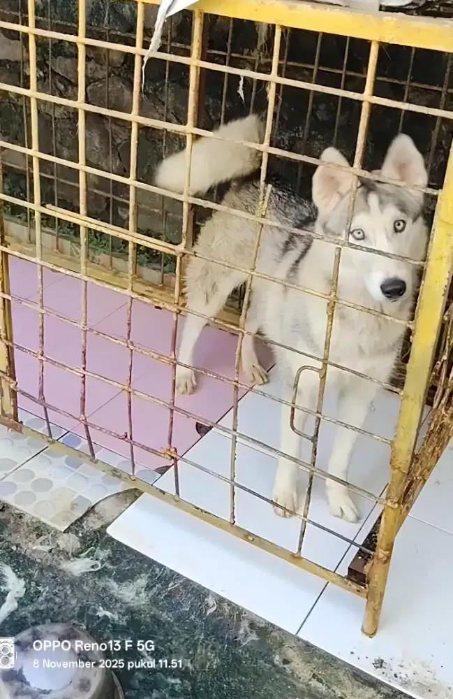 Anjing Husky Siberian 7 bln jantan