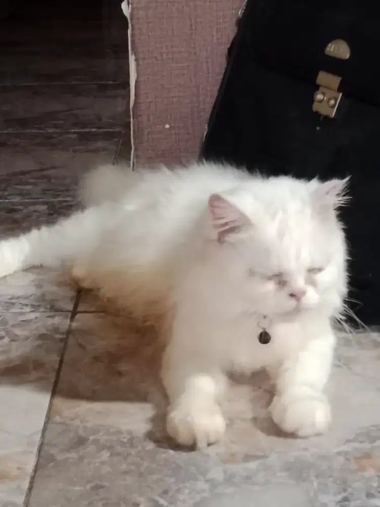 Kucing persia flat nose