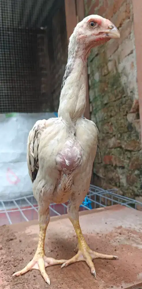 Anakan Betina ayam shamo Eropa 3c cerah