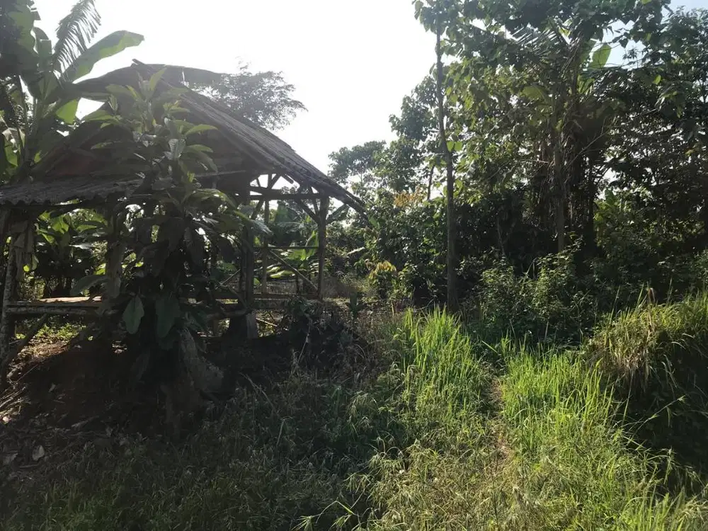 JUAL CEPAT Tanah Kebun Pribadi 1 Hektar