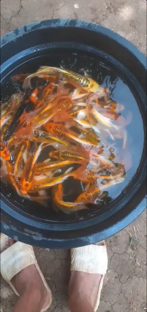 Jual koi metalik slayer paket 50 ekor ukuran 20 25 cm