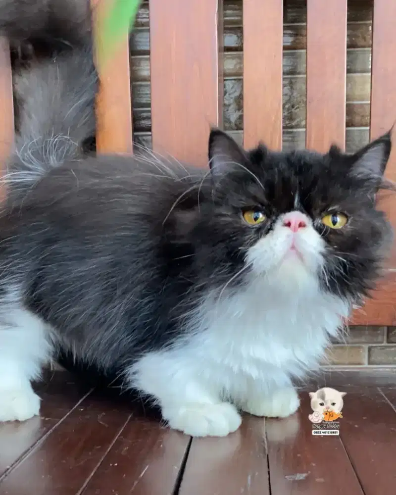 KUCING MUNCHKIN MINUET JANTAN (CEBOL PESEK)