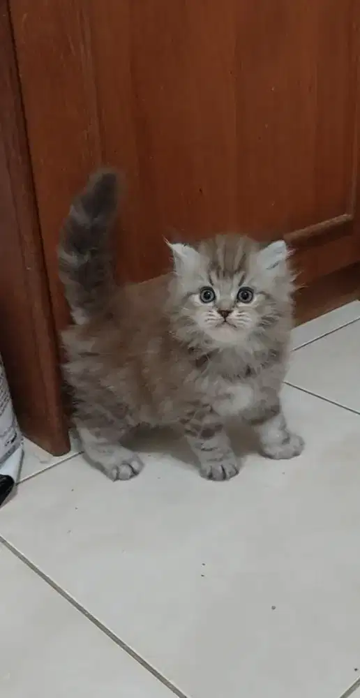 Kucing himalaya cinnamon marble jantan 3,5 bulan