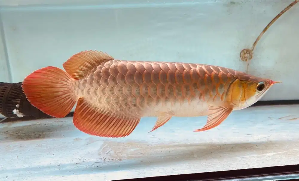 Arowana/Arwana Super Red