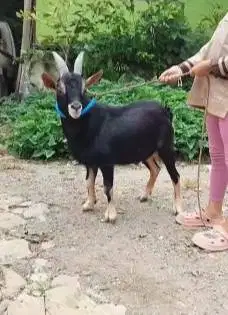 4 ekor kambing kerdil jantan nigerian dwarf TB 45cm 1,5 thn exotik top