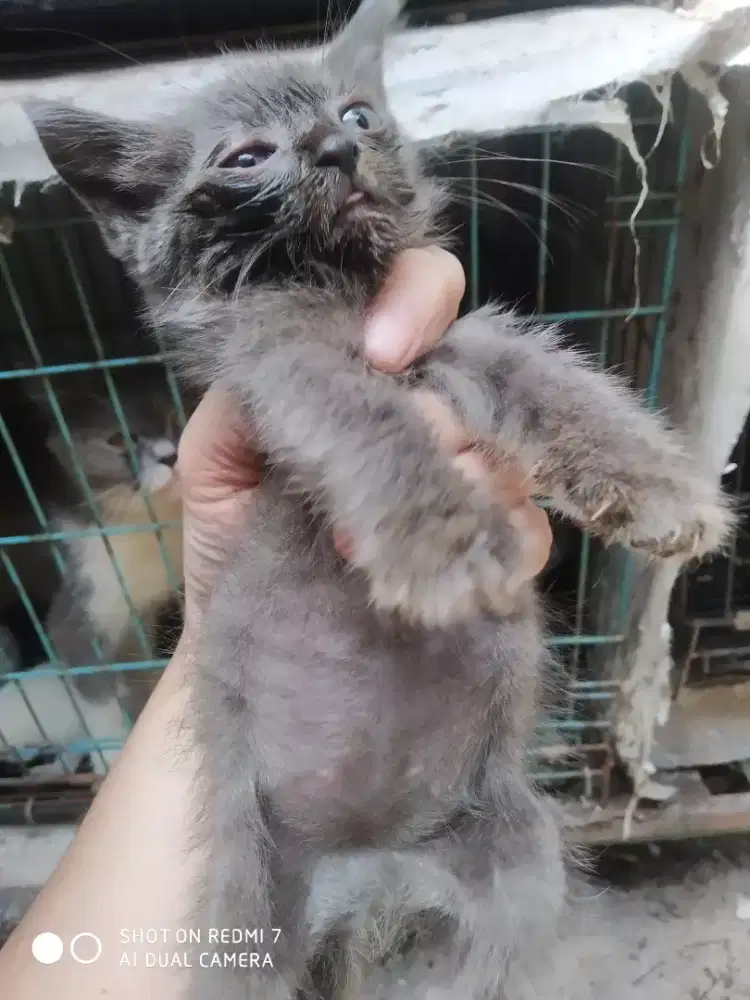 Di jual kucing persia umur 2bln