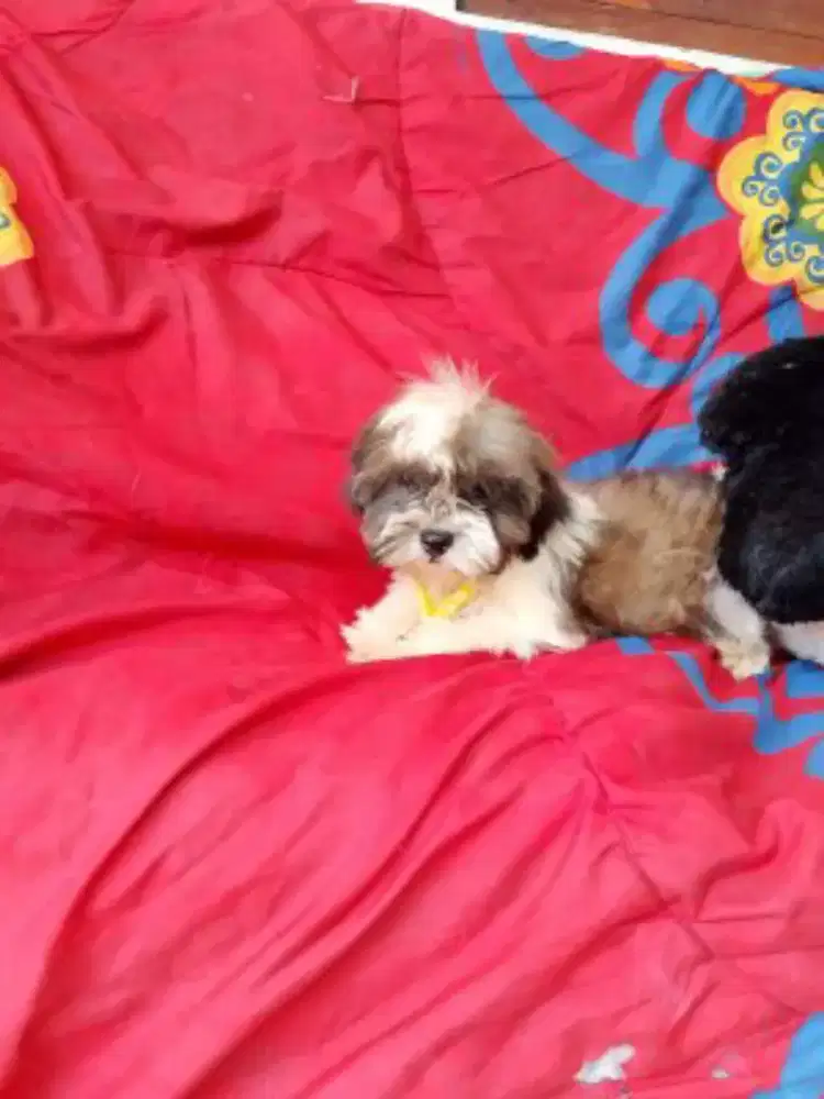 Shintzhu puppy betina 3 bulan