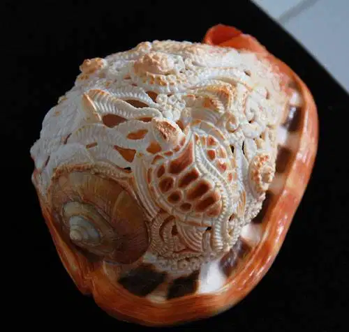 Koleksi Seni Ukiran Kerang