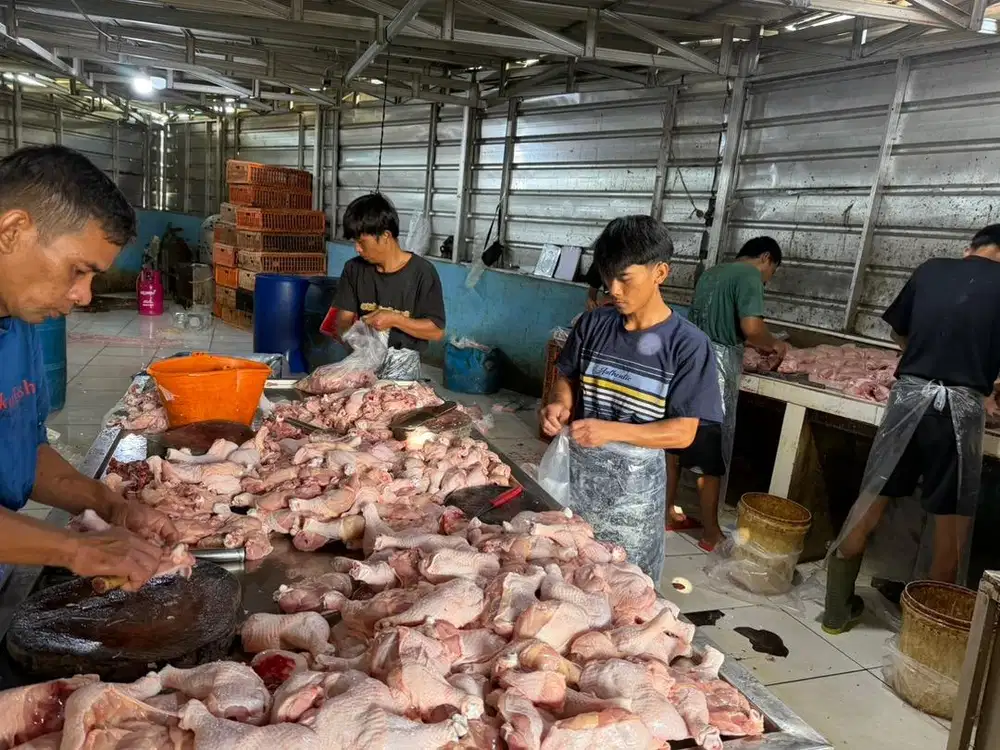 Ayam segar kebutuhan mbg