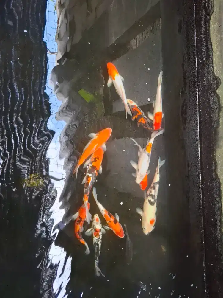 DiJual Ikan Koi Peliharaan