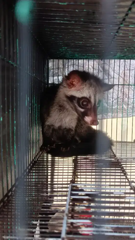 musang pandan betina 3 bulan
