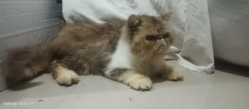 Kucing Persia pesek simetris jantan