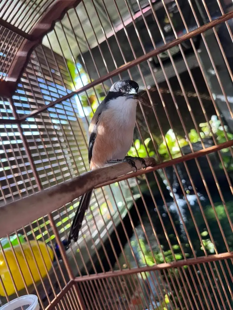 cendet  jawa timur ex gantangan gacor dor