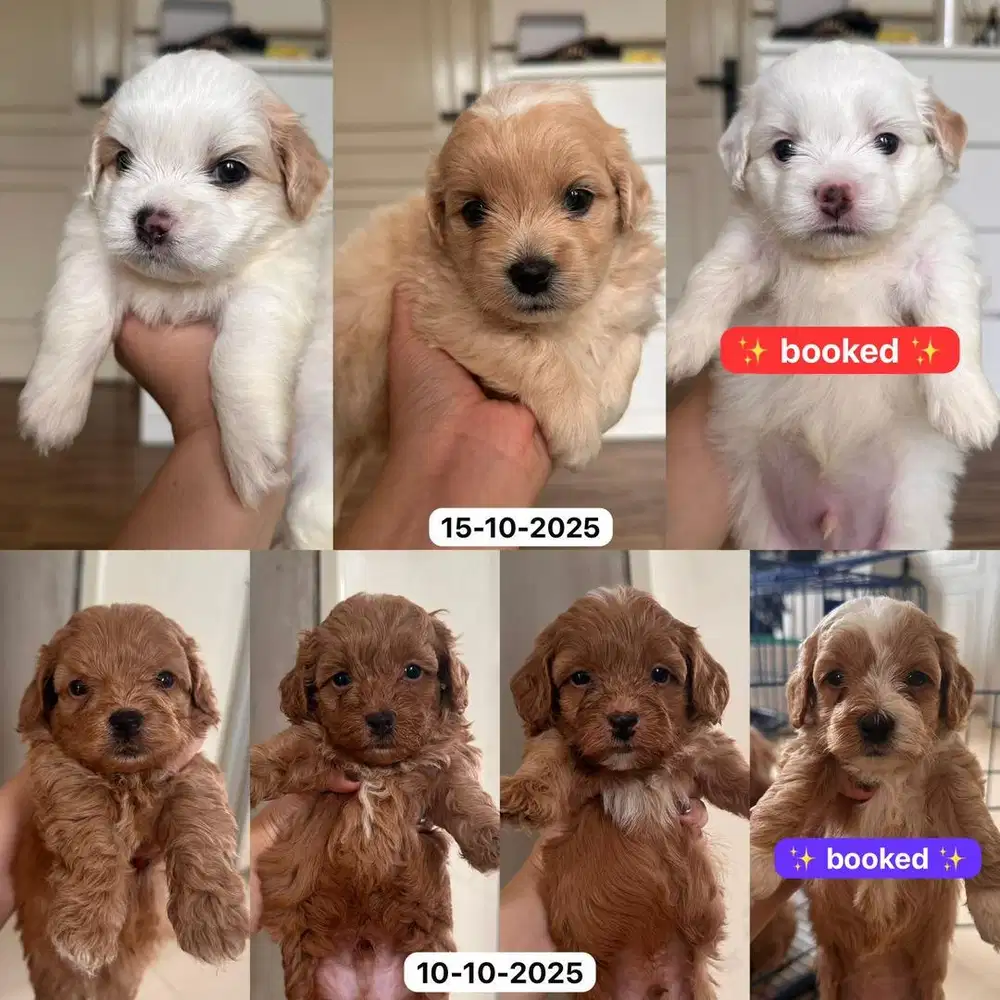 Dijual Cepat Anak Anjing Poodle (usia 1 bulan)