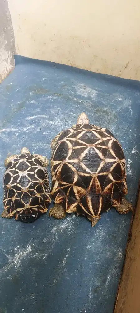 Kura Burmese Sepasang rare