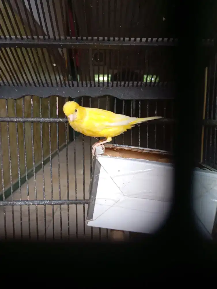 Burung kenari sepasang, betina siapan