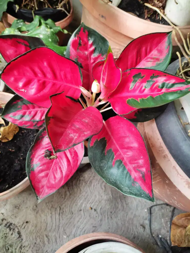 JUAL AGLONEMA SUKSOM LOKAL SIZE BESAR