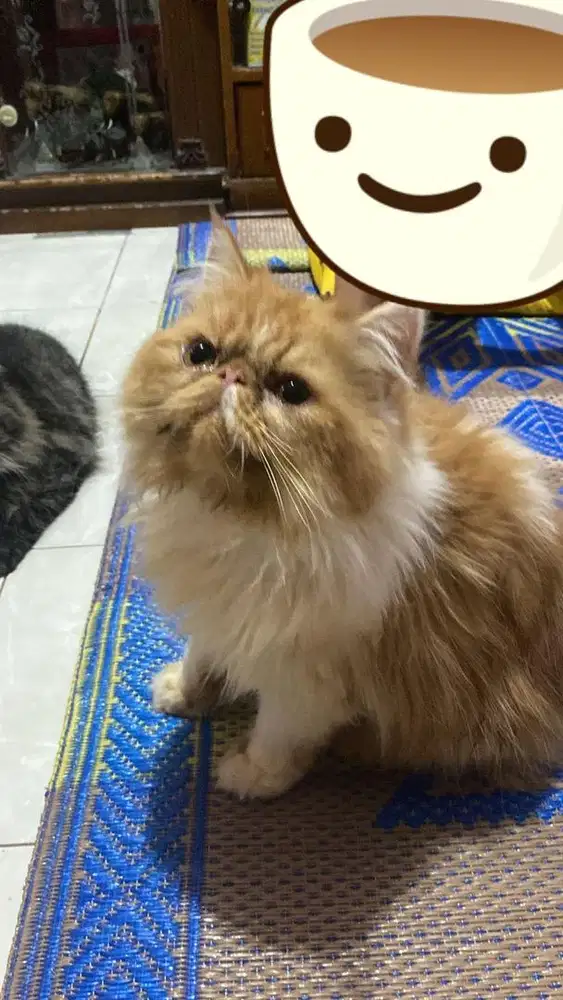 LA peaknose longhair jantan