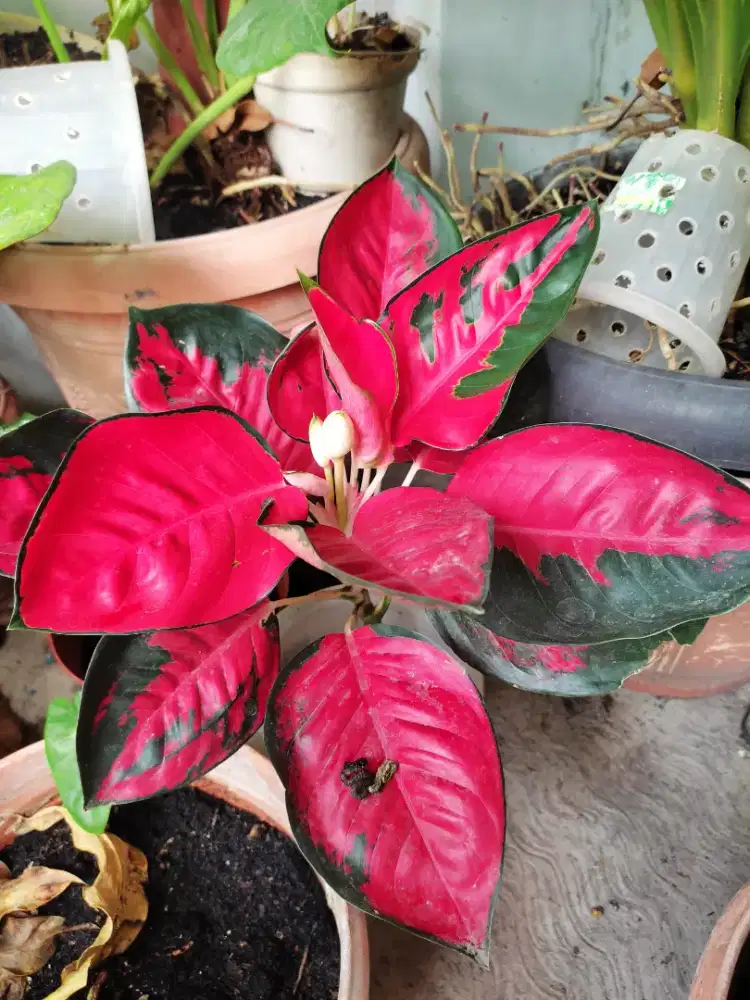 TANAMAN AGLONEMA SUKSOM LOKAL SIZE BESAR