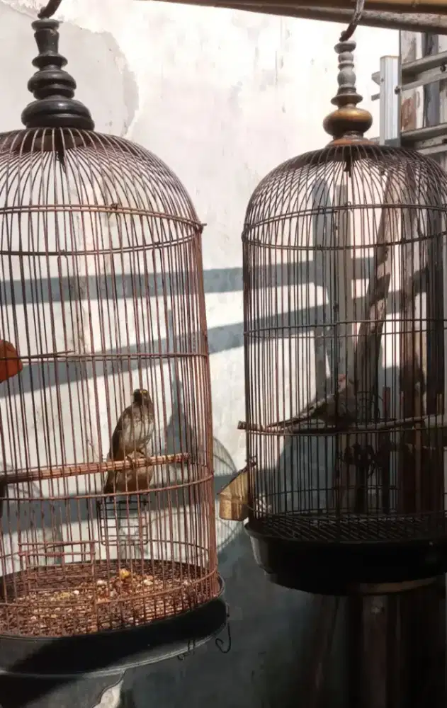 Di jual murah 2 burung wilis,prkutut biasa plus k lb