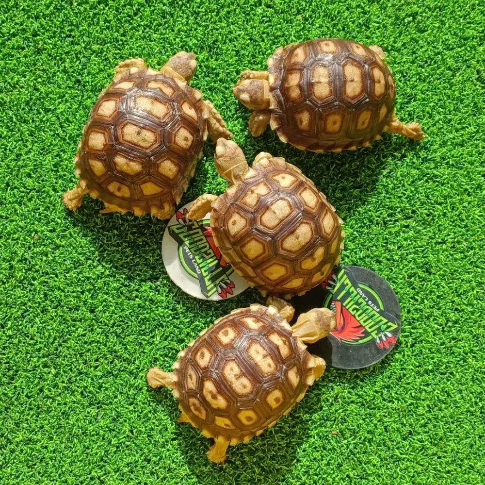 Sulcata Baby Size 6cm - 6,5cm